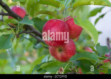 closeup of red apples growing on tree Stock Photo