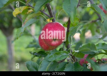 red apple in the orchard Stock Photo