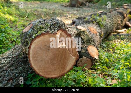 Denham, Buckinghamshire, UK. 20th September, 2020. Environmental activists and tree protectors are distraught to have found that HS2 contractors have cleared a large area of woodland in Denham Country Park including the felling of mature oak trees. The clearance area according to members of the Denham Protection Camp, is allegedly outside the mapped out area that HS2 have jurisdiction over for the High Speed Rail link construction work. Credit: Maureen McLean/Alamy Stock Photo