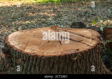 Denham, Buckinghamshire, UK. 20th September, 2020. Environmental activists and tree protectors are distraught to have found that HS2 contractors have cleared a large area of woodland in Denham Country Park including the felling of mature oak trees. The clearance area according to members of the Denham Protection Camp, is allegedly outside the mapped out area that HS2 have jurisdiction over for the High Speed Rail link construction work. Credit: Maureen McLean/Alamy Stock Photo