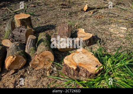 Denham, Buckinghamshire, UK. 20th September, 2020. Environmental activists and tree protectors are distraught to have found that HS2 contractors have cleared a large area of woodland in Denham Country Park including the felling of mature oak trees. The clearance area according to members of the Denham Protection Camp, is allegedly outside the mapped out area that HS2 have jurisdiction over for the High Speed Rail link construction work. Credit: Maureen McLean/Alamy Stock Photo