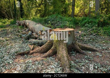 Denham, Buckinghamshire, UK. 20th September, 2020. Environmental activists and tree protectors are distraught to have found that HS2 contractors have cleared a large area of woodland in Denham Country Park including the felling of mature oak trees. The clearance area according to members of the Denham Protection Camp, is allegedly outside the mapped out area that HS2 have jurisdiction over for the High Speed Rail link construction work. Credit: Maureen McLean/Alamy Stock Photo