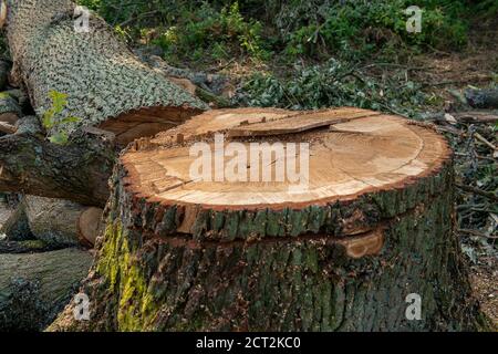 Denham, Buckinghamshire, UK. 20th September, 2020. Environmental activists and tree protectors are distraught to have found that HS2 contractors have cleared a large area of woodland in Denham Country Park including the felling of mature oak trees. The clearance area according to members of the Denham Protection Camp, is allegedly outside the mapped out area that HS2 have jurisdiction over for the High Speed Rail link construction work. Credit: Maureen McLean/Alamy Stock Photo