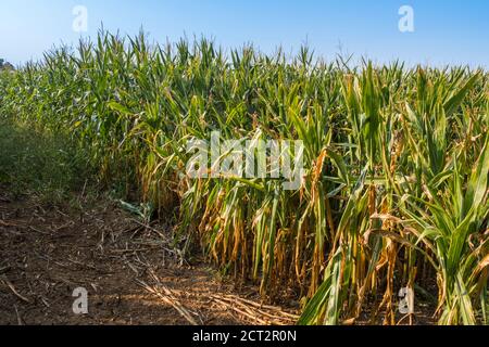 Maize / sweet corn growing in a field. Suffolk, England, UK. Stock Photo