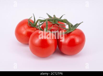Still-life of tomatoes on the vine, Surrey, England, United Kingdom Stock Photo