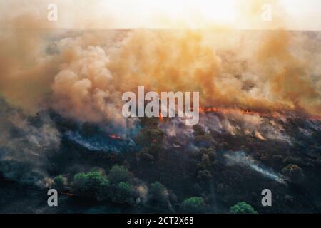 Aerial drone view of fire or wildfire in forest with huge smoke clouds, burning dry trees and grass. Stock Photo