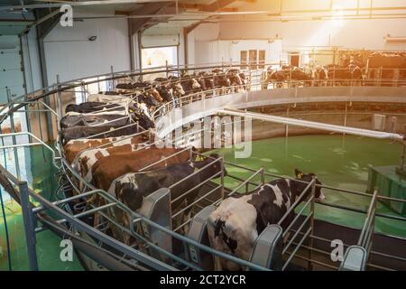 Process of milking cows on industrial rotary machine equipment in new modern dairy farm. Stock Photo