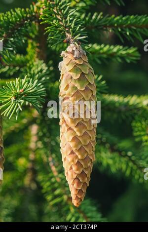 Picea abies or the Norway spruce or European Spruce branche with young long cones with traces of leaking white resin on green blurred background. Stock Photo