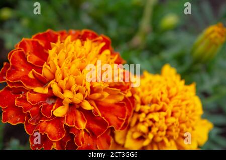 Beautiful orange marigold flower, Tagetes erecta in summer garden. Macrophoto of orange flowers on green blurred background, selective focus Stock Photo