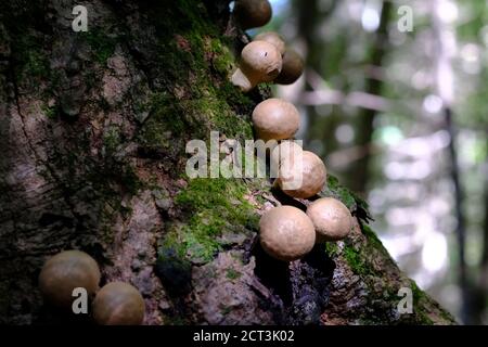 Pale brown golf ball sized puffballs growing on a mossy tree trunk in a Quebec forest, Val-des-Monts, Canada. Also dimpled like a golf ball. Stock Photo