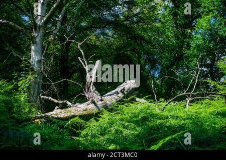 Huge fallen tree in the forest, dead laying beech decaying surrounded by greenery. New Forest natural order Stock Photo