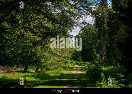 New Forest National Park long trail through woods, beaten path in big forest in United Kingdom, perfect day out hiking way for wandering around Stock Photo