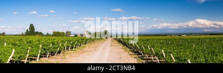 Vineyards at Bodega La Azul, a winery in Uco Valley (Valle de Uco), a wine region in Mendoza Province, Argentina, South America Stock Photo