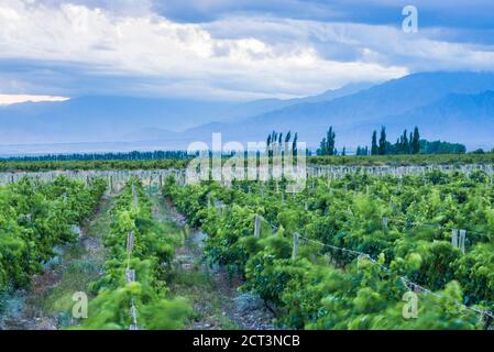 Vineyards and Andes mountains at sunset at a winery in Uco Valley (Valle de Uco), a wine region in Mendoza Province, Argentina, South America Stock Photo