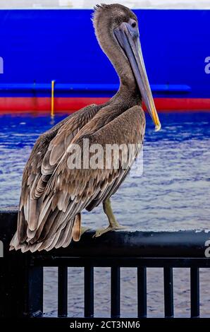 A juvenile brown pelican perches on a railing at Palafox Pier, Sept. 18, 2020, in Pensacola, Florida. Pelicans live an average of 15-25 years. Stock Photo