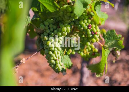 Green grapes growing in the vineyards of a Bodega (winery) in the Maipu area of Mendoza, Mendoza Province, Argentina, South America Stock Photo