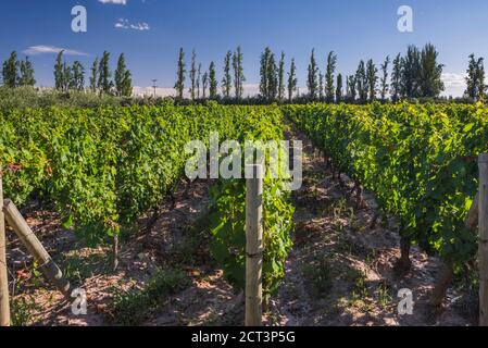 Malbec grape vines in the vineyard at a Bodega (winery) in the Maipu area of Mendoza, Mendoza Province, Argentina, South America Stock Photo