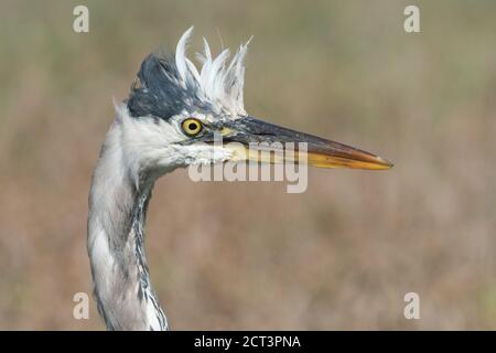 A portrait of a great blue heron (Ardea herodias) from the San Francisco Bay in California with its head feathers ruffled.