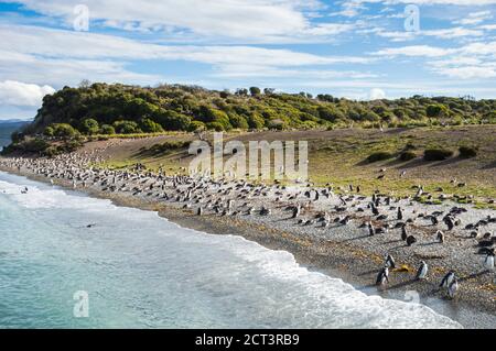 Magellanic penguins (Spheniscus magellanicus) at Martilla Island in the Beagle Channel at Ushuaia, Tierra Del Fuego, Patagonia, Argentina, South America Stock Photo