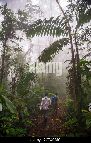 Ecuador. Walking through the jungle in the Choco Rainforest, an area of cloud forest in the Pichincha Province of Ecuador, South America Stock Photo