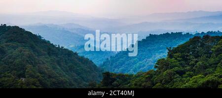 Misty Choco Cloud Forest, Ecuador, South America Stock Photo