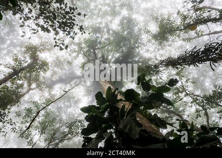 Misty Jungle, Mashpi Cloud Forest in the Choco Rainforest, Ecuador, South America Stock Photo