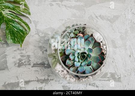 succulent in round glass vase and monstera leaf on gray concrete background, top view. the easiest plants to care for Stock Photo