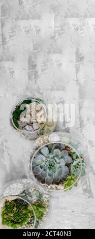 three round glass vases with succulents on gray concrete background. easiest to care for plants, top view, vertical banner Stock Photo