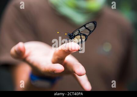 Butterfly on a guides hand at the Butterfly House at Mashpi Cloud Forest in the Choco Rainforest, Ecuador, South America Stock Photo