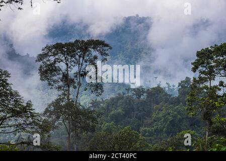 Choco Rainforest landscape, Ecuador. This area of jungle is the Mashpi Cloud Forest in the Pichincha Province of Ecuador, South America Stock Photo