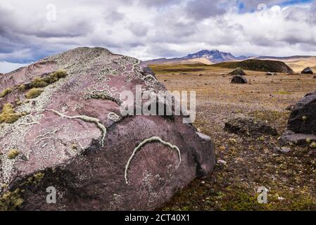 Lincoln growing on rocks in Cotopaxi National Park, Cotopaxi Province, Ecuador Stock Photo