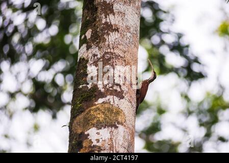 Long-billed woodcreeper (Nasica longirostris) in the Amazon Rainforest, Coca, Ecuador, South America Stock Photo