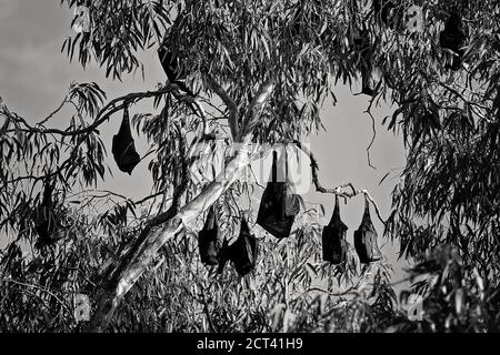 A colony of bats hanging from trees in daylight ready for flight at night Stock Photo