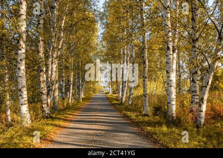 Narrow country road through alley of birch trees during autumn season. Stock Photo