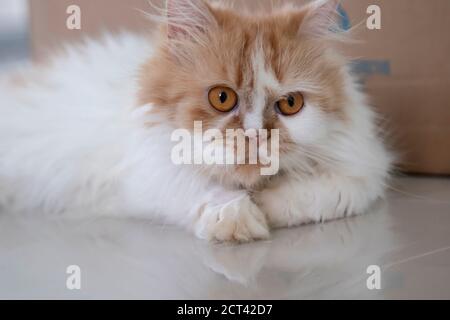 Close-up a Persian cat sleep looking at the camera Stock Photo