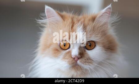 Close-up the face of a Persian cat Stock Photo