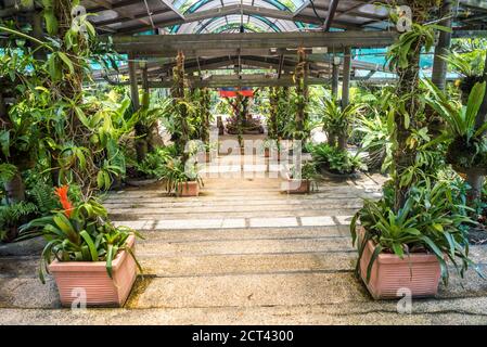 Orchid garden, Perdana Botanical Garden, Tun Abdul Razak Heritage Park, Kuala Lumpur, Malaysia, Southeast Asia Stock Photo