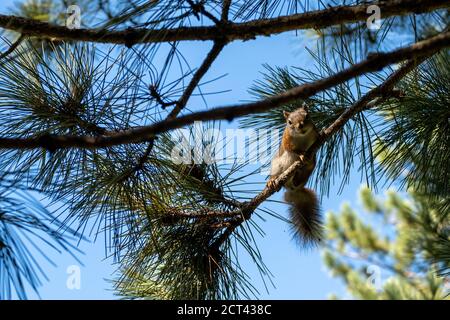 An American red squirrel (Tamiasciurus hudsonicus) clings to a thin branch on a pine tree in the forest. Stock Photo