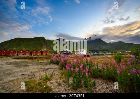 Red village with pink flower fields and beautiful nature in the evening at ballstad city, lofoten island in northern Norway. Stock Photo