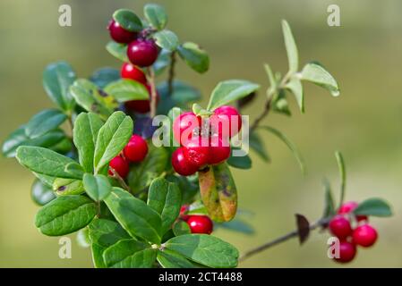 Closeup of red lingonberries in forest with blured background. Ripe red Cowberries Vaccinium vitis-idaea for illustration. Stock Photo