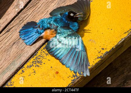 A Superb starling (Lamprotornis superbus) bask in the sun. This species has a very large range and can commonly be found in East Africa. Stock Photo