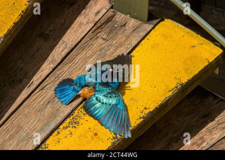 A Superb starling (Lamprotornis superbus) bask in the sun. This species has a very large range and can commonly be found in East Africa. Stock Photo