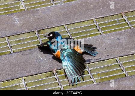 A Superb starling (Lamprotornis superbus) bask in the sun. This species has a very large range and can commonly be found in East Africa. Stock Photo