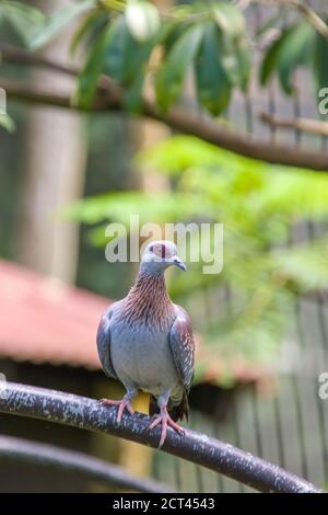 The speckled pigeon (Columba guinea), or African rock pigeon, is a pigeon that is a resident breeding bird in much of Africa south. Stock Photo