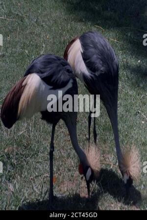 Crested Crane bird is the national symbol of Uganda, Entebbe Zoo East ...