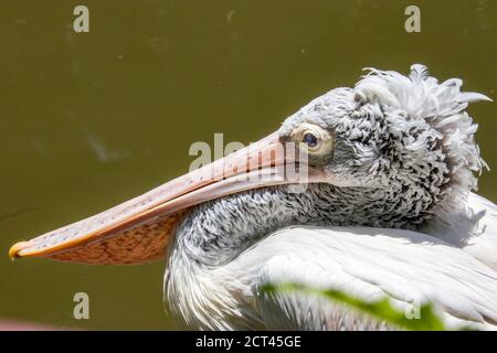 The spot-billed pelican (Pelecanus philippensis) is a member of the pelican family. It breeds in southern Asia from southern Pakistan across India Stock Photo