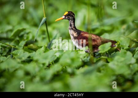 Northern Jacana (Jacana Spinosa), Tortuguero National Park, Limon Province, Costa Rica Stock Photo