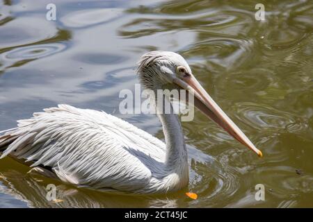 The spot-billed pelican (Pelecanus philippensis) is a member of the pelican family. It breeds in southern Asia from southern Pakistan across India Stock Photo