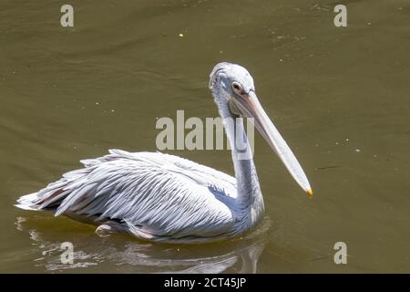 The spot-billed pelican (Pelecanus philippensis) is a member of the pelican family. It breeds in southern Asia from southern Pakistan across India Stock Photo