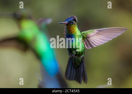 Fiery-throated Hummingbird (Panterpe insignis), San Gerardo de Dota, San Jose Province, Costa Rica Stock Photo
